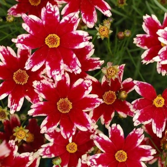 Meet your Posher, Beth - Picture 1 of 1